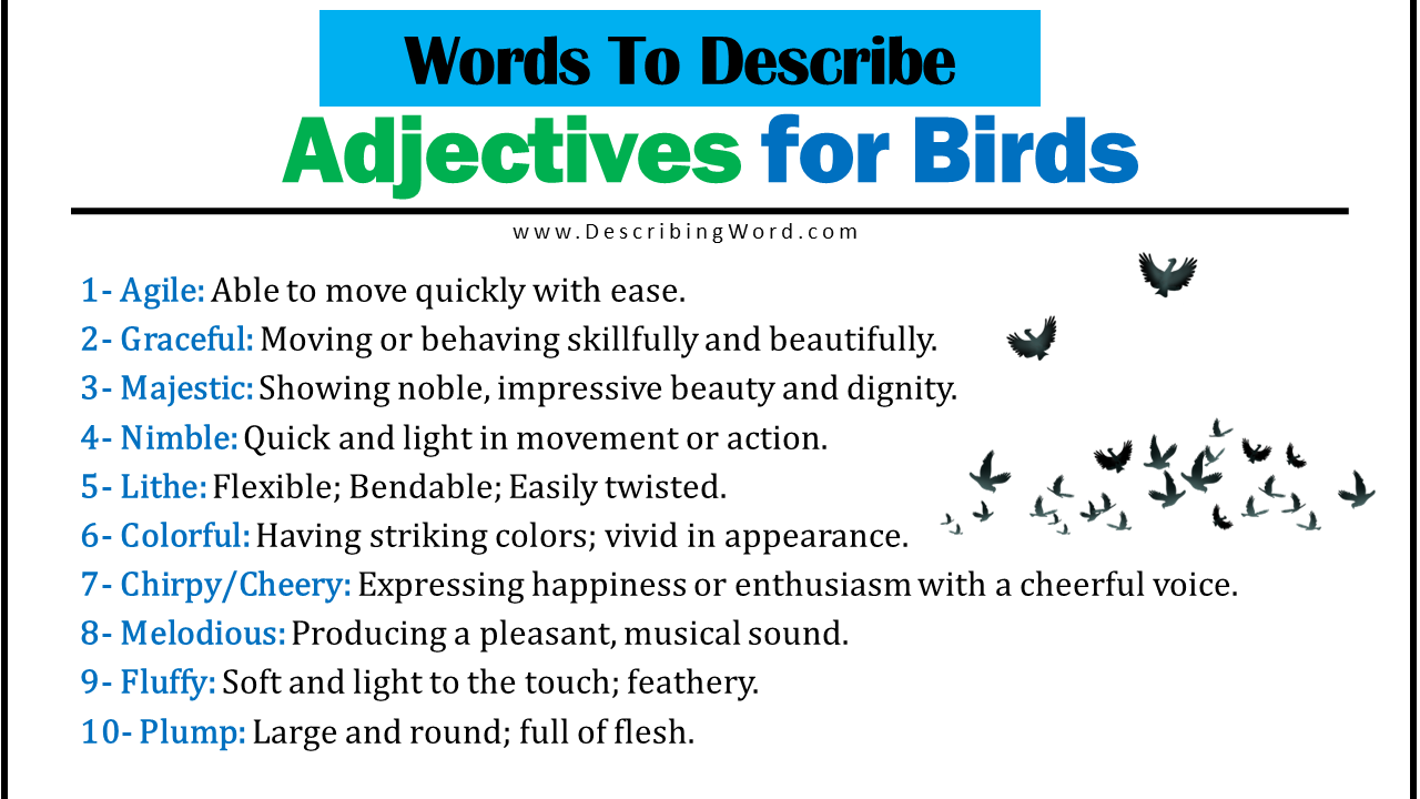 adjectives-for-birds-words-to-describe-birds-describingword-com